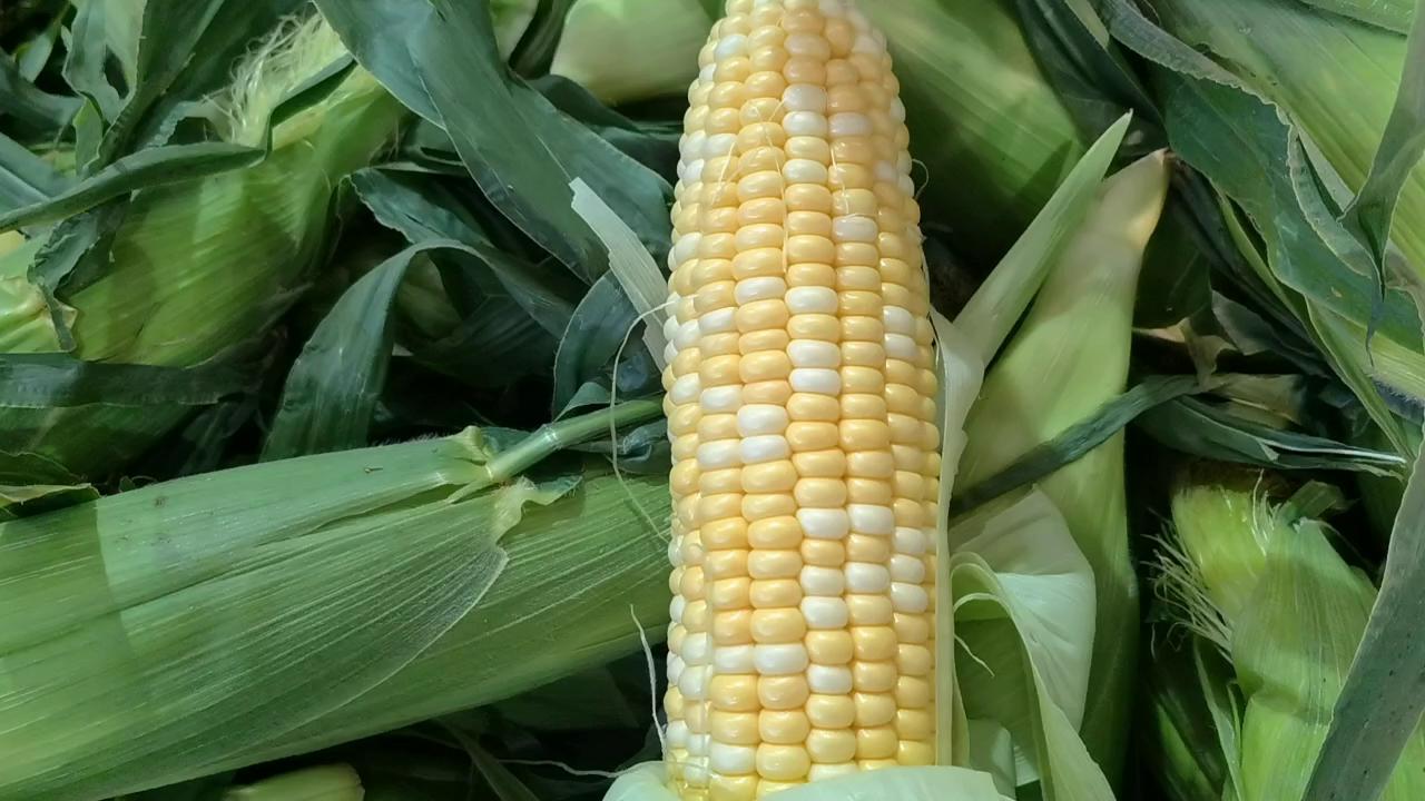 云南水果玉米一件代发（产地直发）