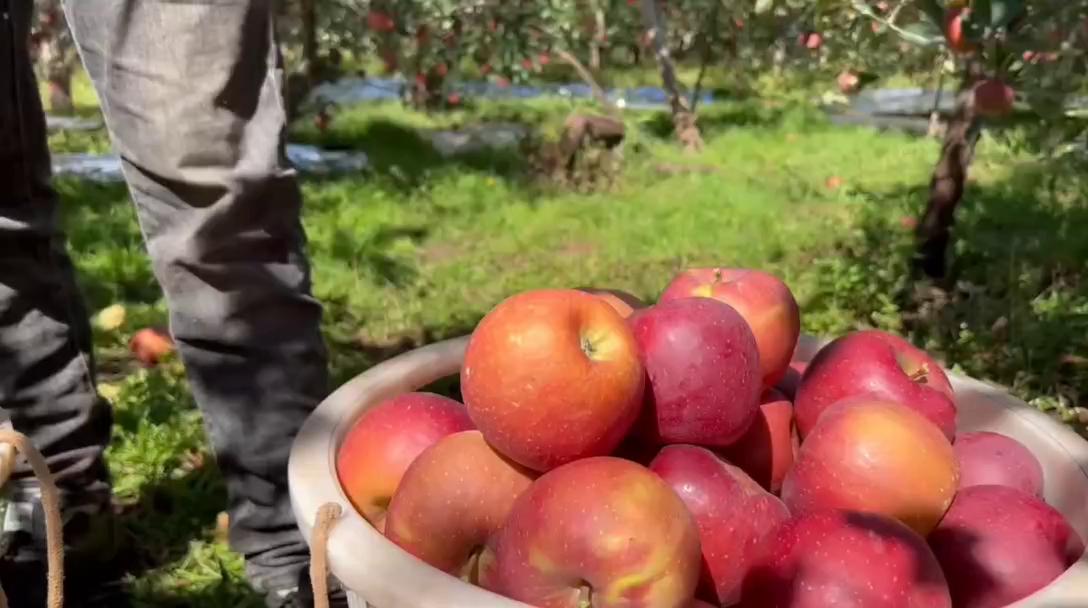 昭通丑苹果一件代发